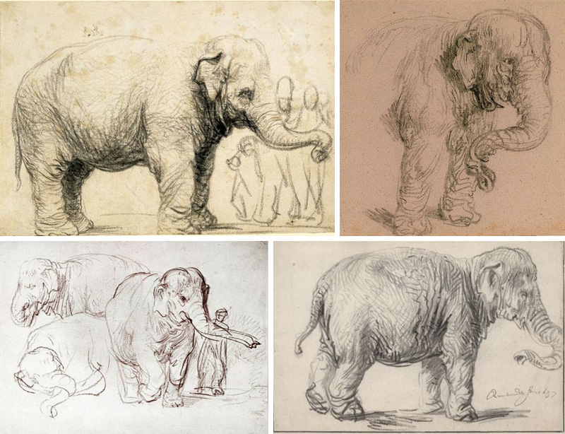 elefante-rembrandt