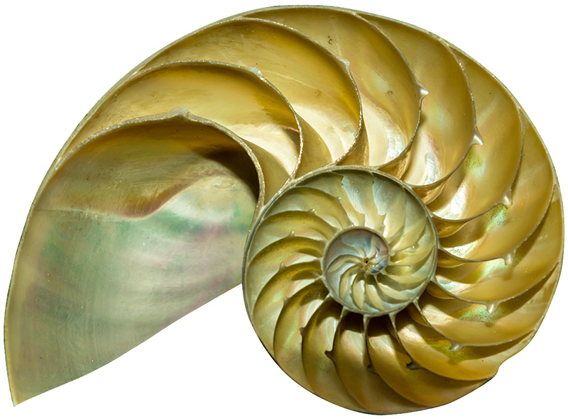 spirale-nautilus