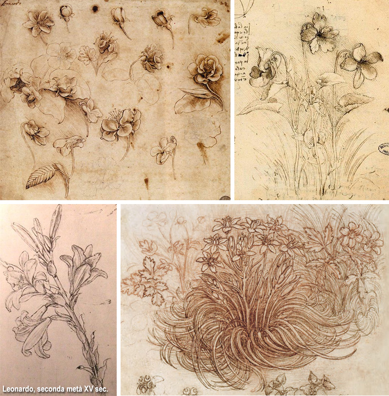 fiori disegnati da Leonardo