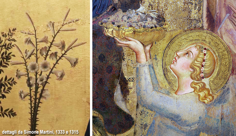 fiori di Simone Martini