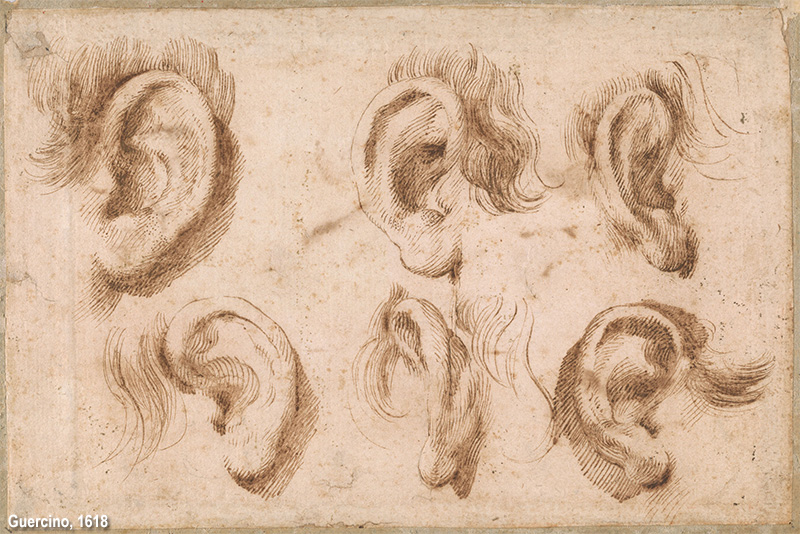 studi di orecchio di Guercino