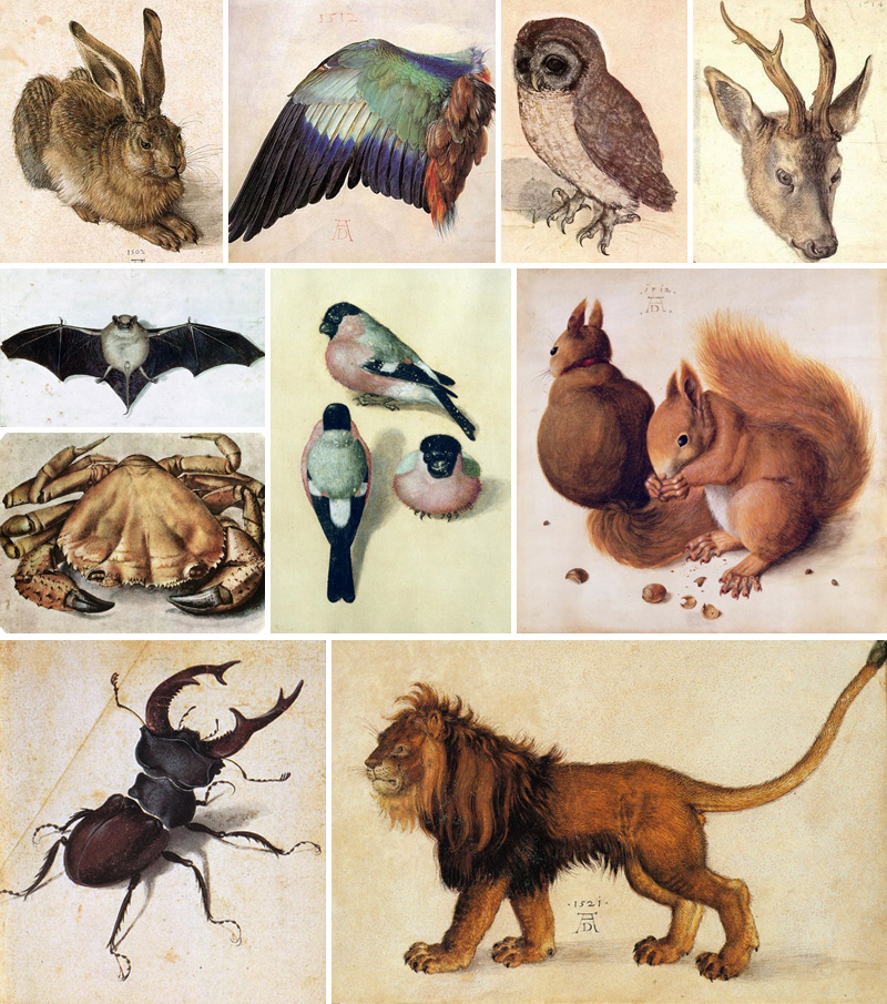 Biologia e arte: il disegno naturalistico