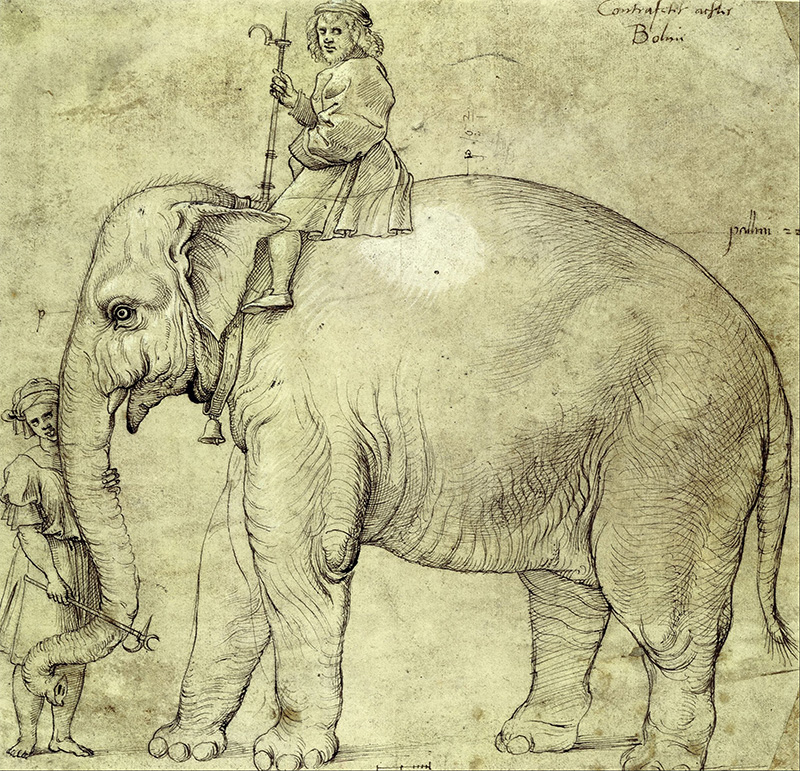 elefante-annone-raffaello