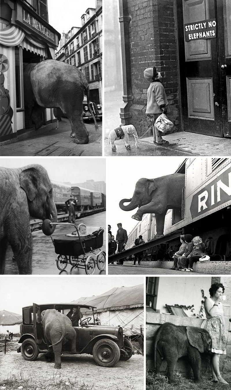 elefante-foto