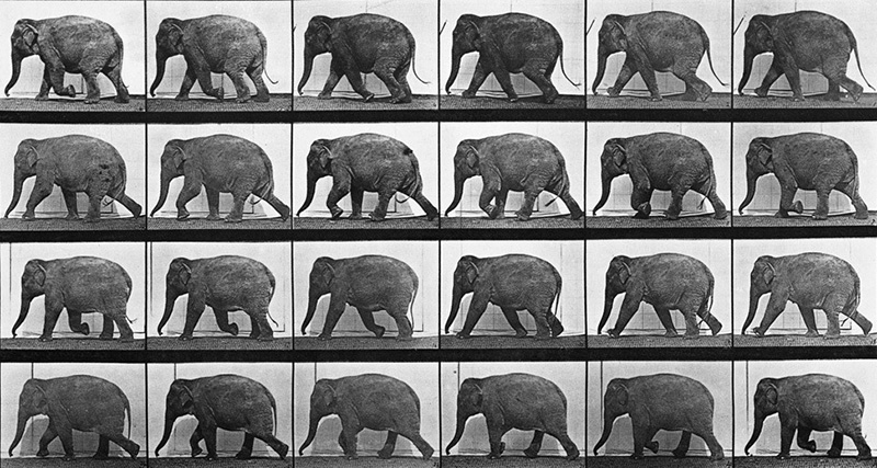 elefante-muybridge