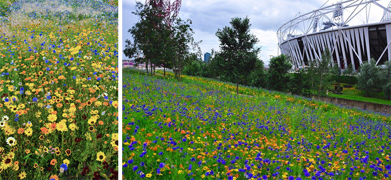 fiori al parco olimpico di Londra