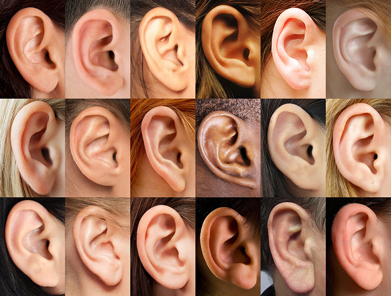foto di orecchie