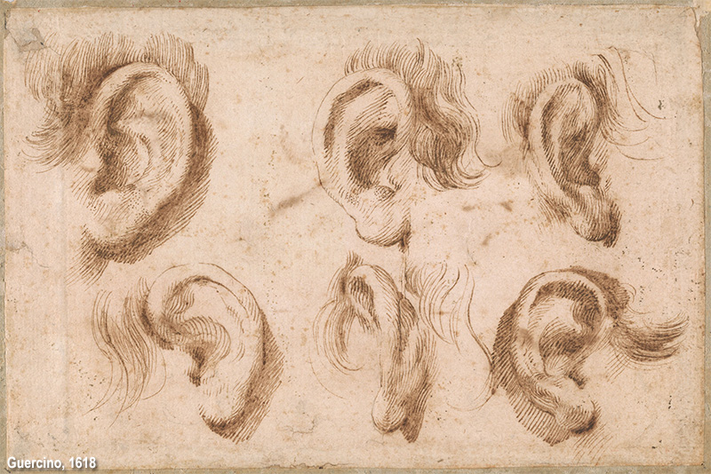 studi di orecchio di Guercino