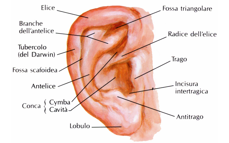 nomenclatura dell'orecchio